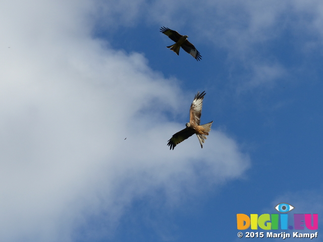 FZ023369 Red kites (Milvus milvus)